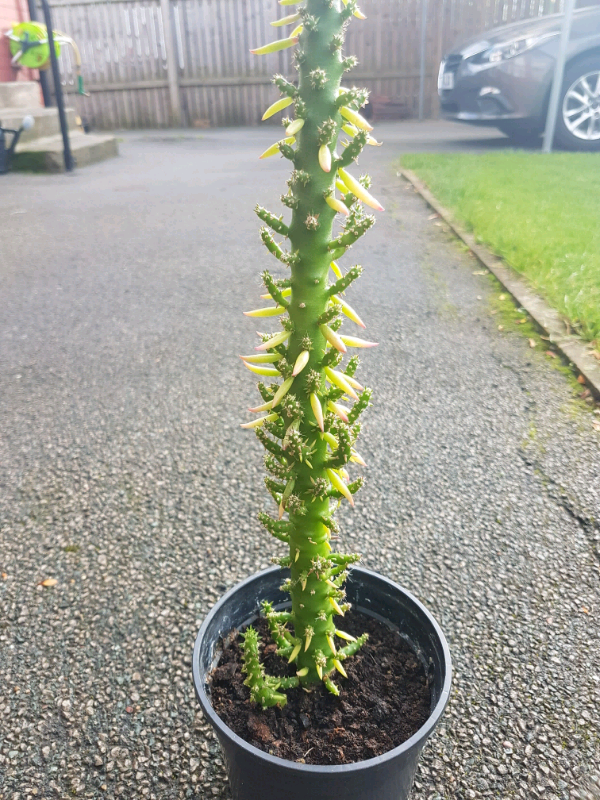Large indoor cactus plant in Oakwood, West Yorkshire Gumtree