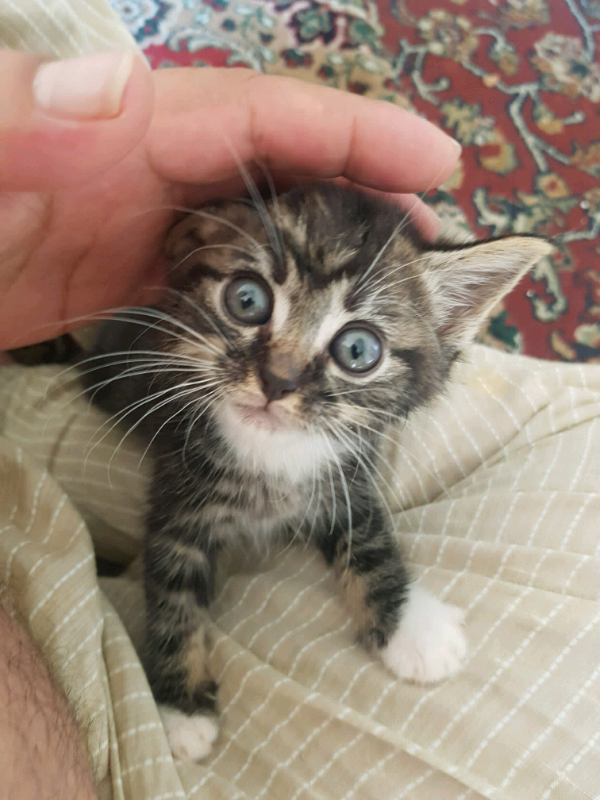 Kitton for sale in Southall, London Gumtree