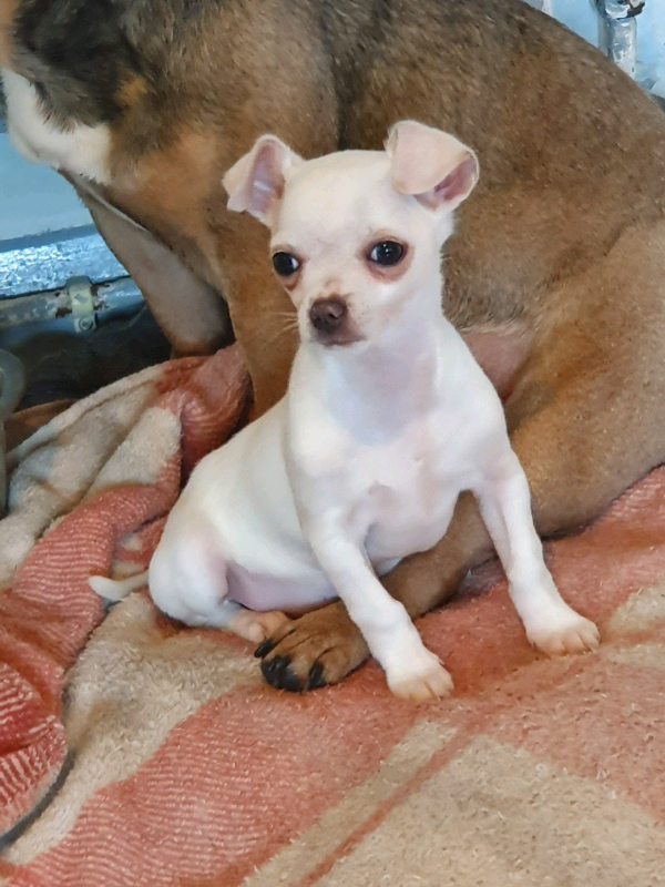 READY NOW One beautiful teacup male chihuahuas in Belper, Derbyshire