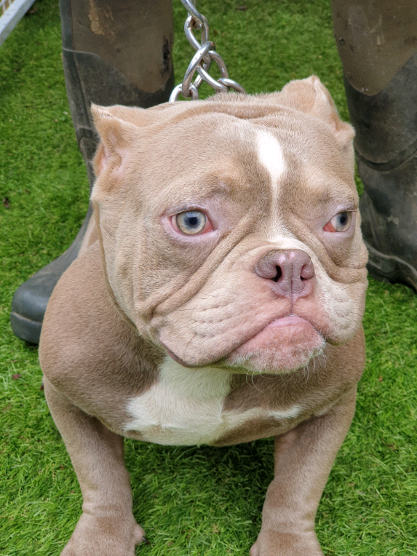 Pocket american bully, | in Tonypandy, Rhondda Cynon Taf | Gumtree