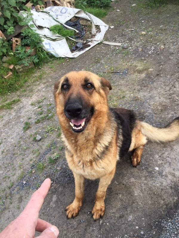 German shepherd x pups | in Middleton, West Yorkshire  