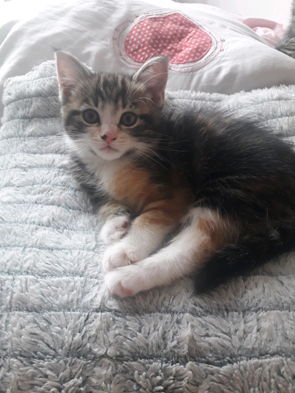 1 female kitten for sale in New Moston, Manchester Gumtree