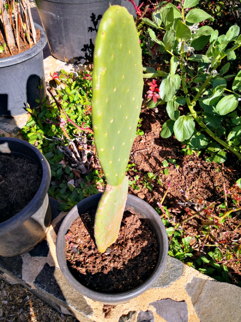 Large edible cactus plant | Plants | Gumtree Australia ...