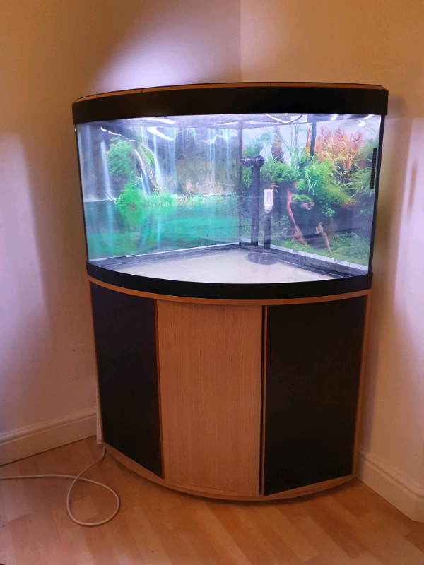 Corner Fish tank aquarium in Stevenage, Hertfordshire Gumtree