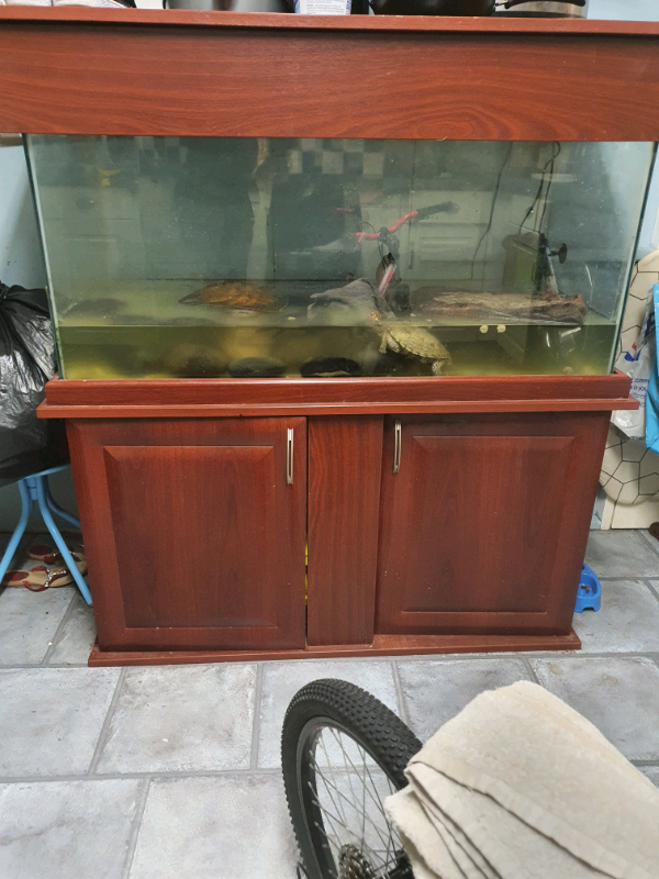 Yellow belly female & red stripes male turtle aquarium & accessories