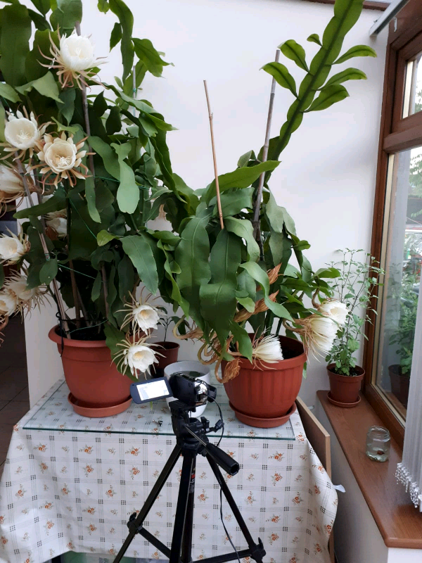 Brahma Kamal Plants Queen of the Night in Leicester