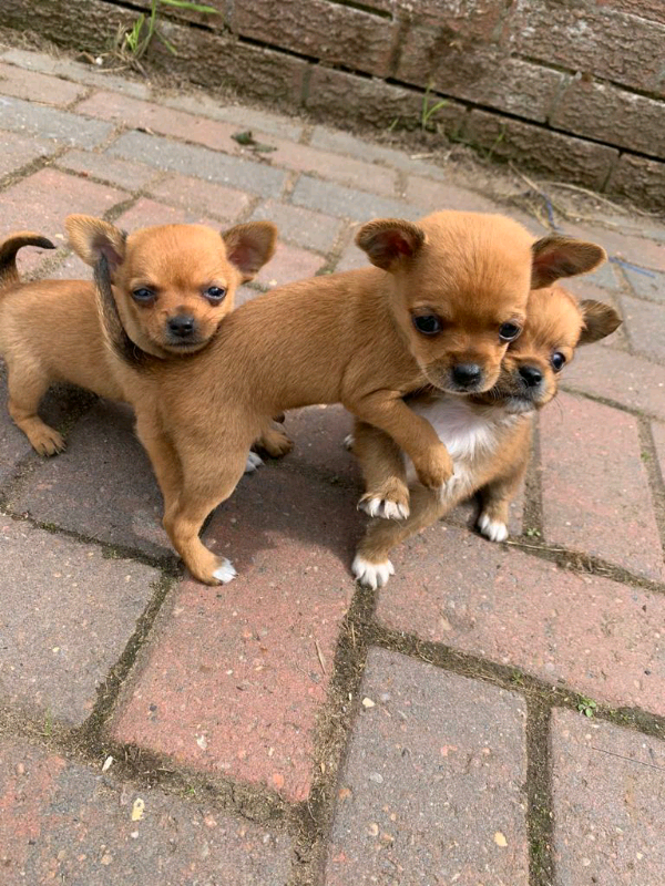 Two Male T Cup chihuahuas in Southwark, London Gumtree
