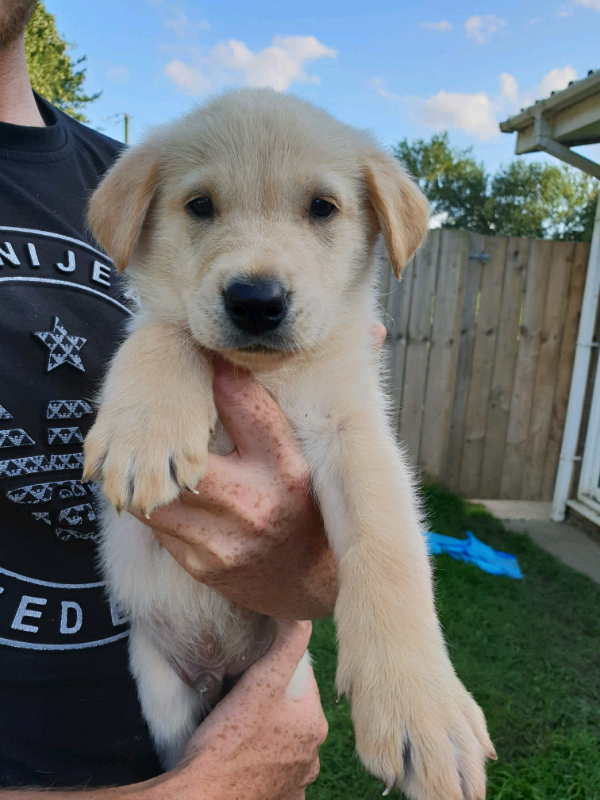 German shepherd x Labrador puppies in Hartlepool, County Durham Gumtree