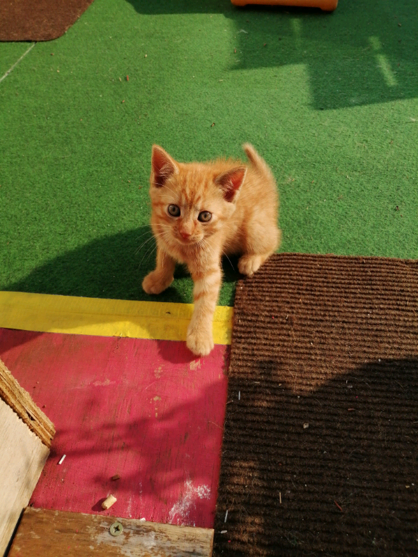 2 beautiful Ginger Tom kittens in Lawrence Weston, Bristol Gumtree
