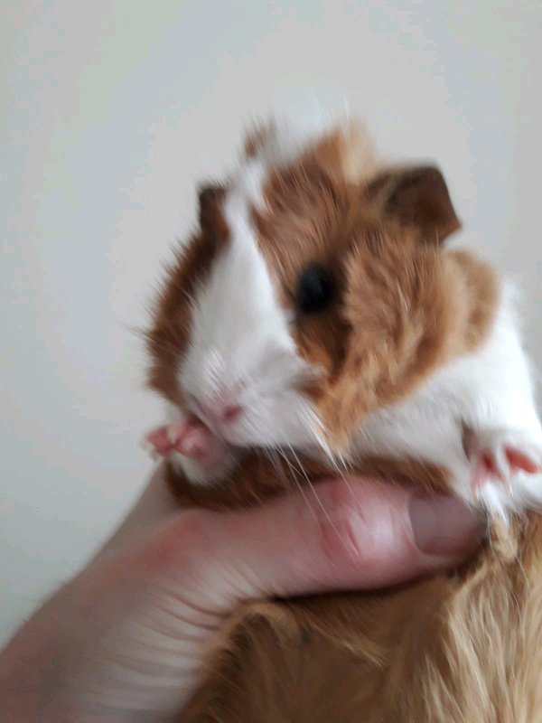 Guinea Pigs For Sale In New Malden London Gumtree