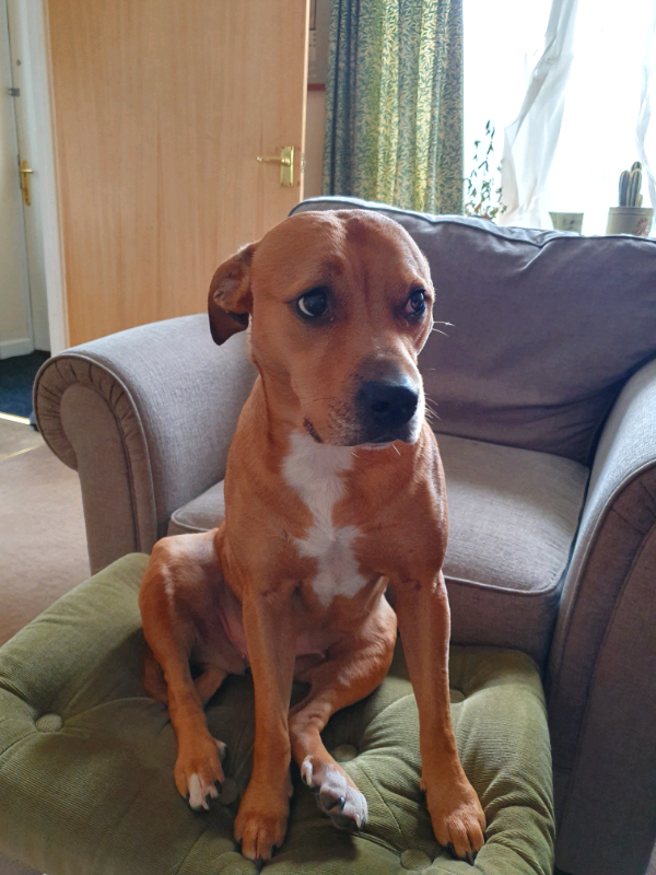 Dogs For Sale By Owner In Fenton Mi at Cheryl Petersen blog