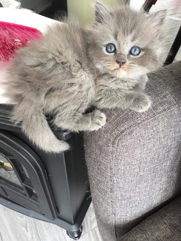 Stunning rare kittens blue Scottish fold x ragdoll in Nuneaton