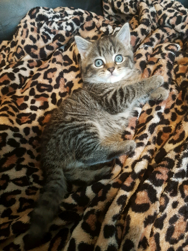 Two beautiful kittens in Sheffield, South Yorkshire Gumtree