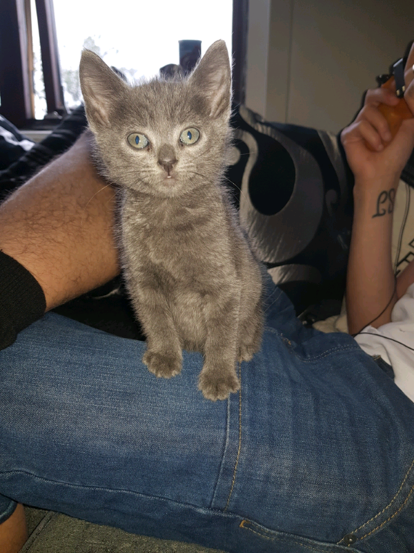 8 week old kittens in Bonnybridge, Falkirk Gumtree