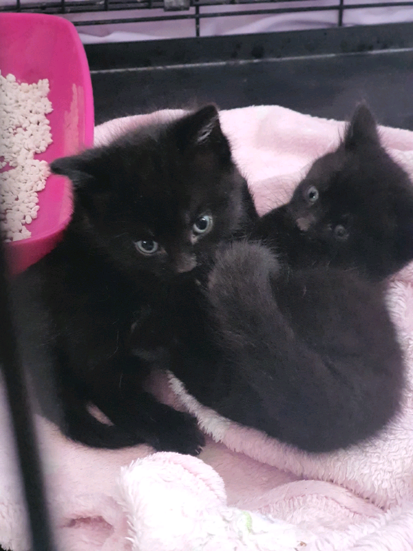 Kittens for sale in Norwich, Norfolk Gumtree