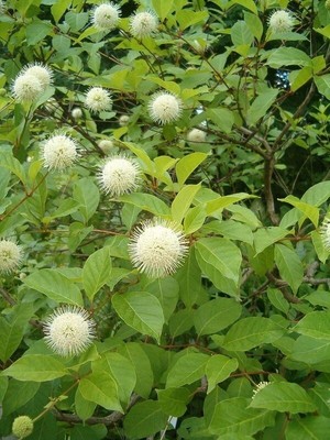 Buttonbush  Shrub | 3 Bare-root