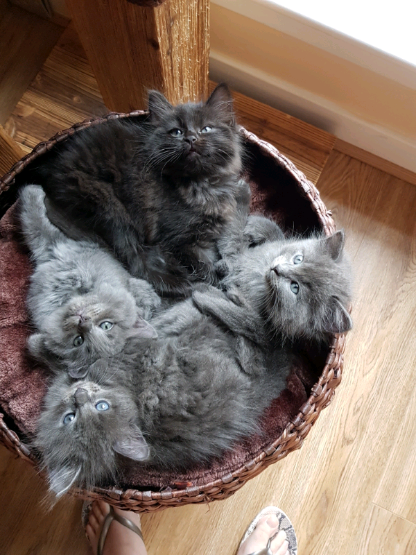 Stunning long haired Ragdoll X kittens (ALL SOLD) in Canonmills