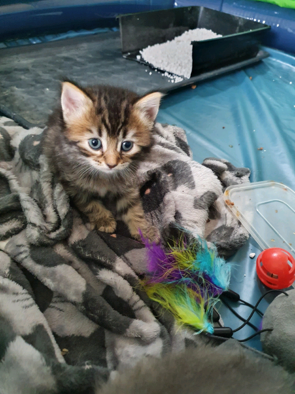 maine coon cross, grey /black in WathuponDearne, South Yorkshire