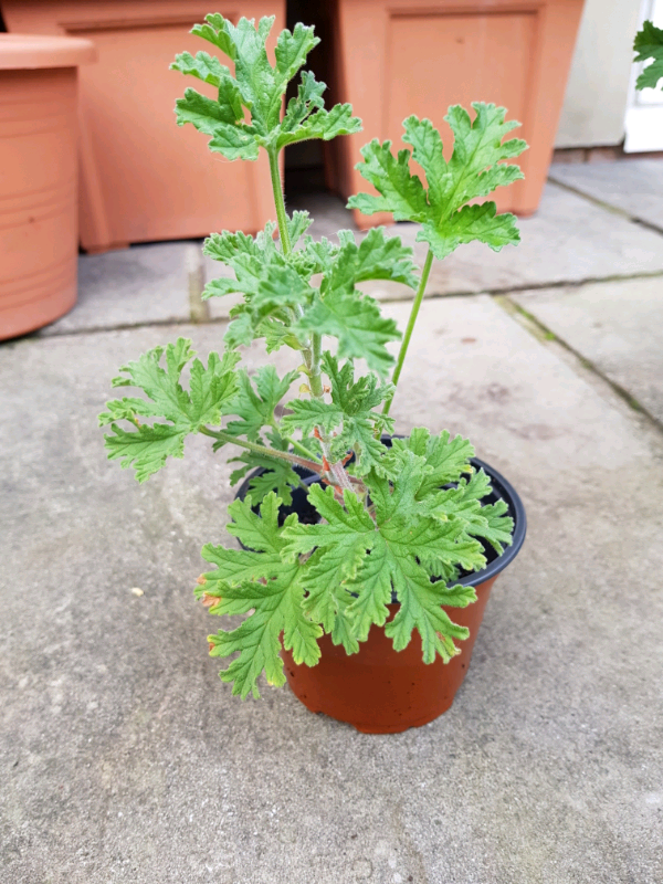 Lemon geranium plants flowers different sizes in Walthamstow, London