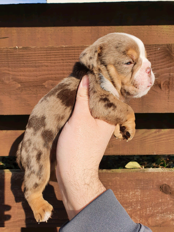 Fluffy English Bulldog Carrier Pups in Dalkeith, Midlothian Gumtree