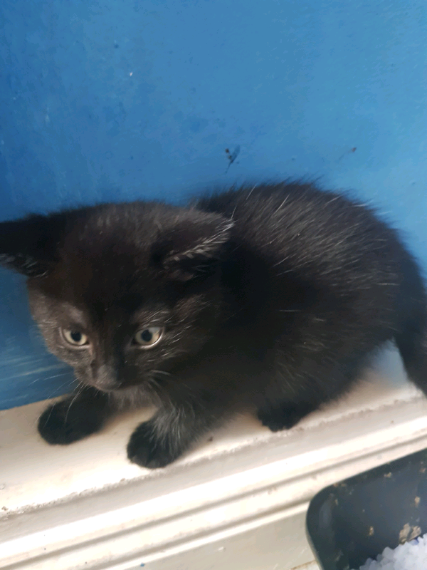 Kittens in Norwich, Norfolk Gumtree
