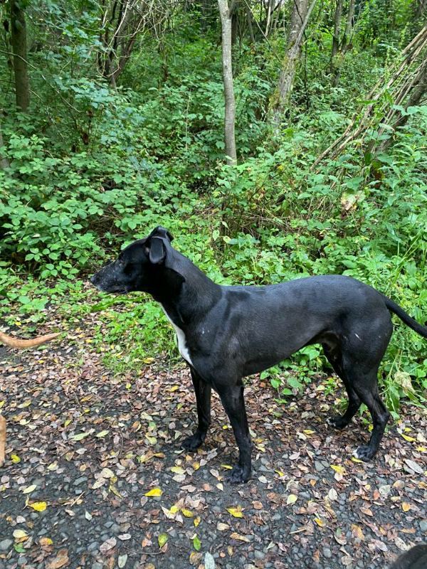 Lurcher Puppys for sale in Dunfermline, Fife Gumtree