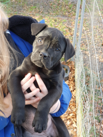 Dogs Cane Corso In Scotland Find A Pet Gumtree