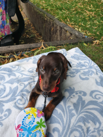 Pets for Sale - Gumtree