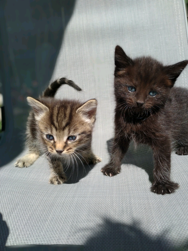 Beautiful kittens in Epsom, Surrey Gumtree