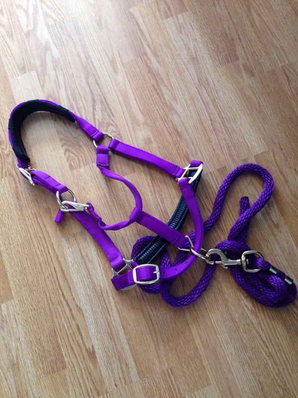 Head Collar & Lead Rope in St Helens, Merseyside Gumtree