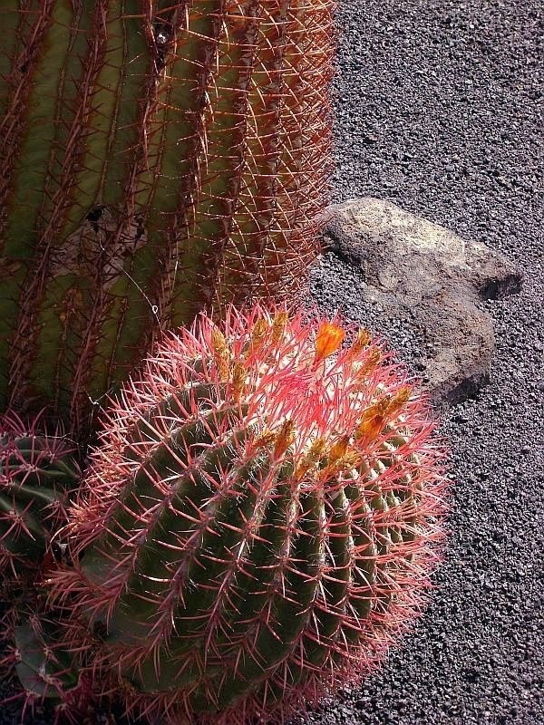 MEXICAN FIRE BARREL CACTUS (Ferocactus stainesii) 10 seeds ...
