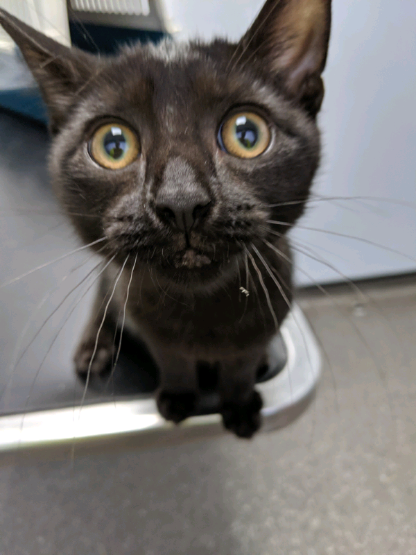 Black male 5 month old kitten in Oadby, Leicestershire Gumtree