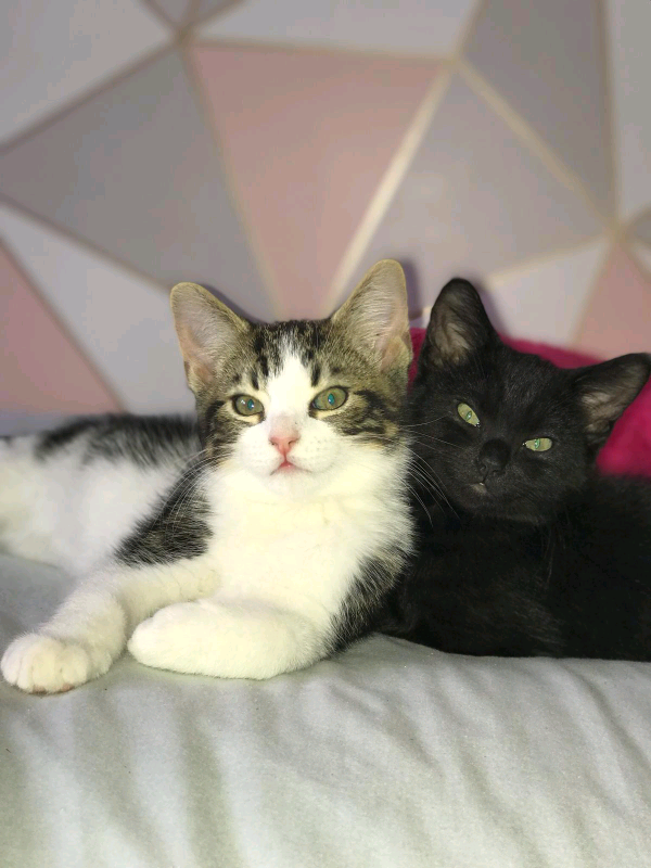 2 kittens male in Spalding, Lincolnshire Gumtree