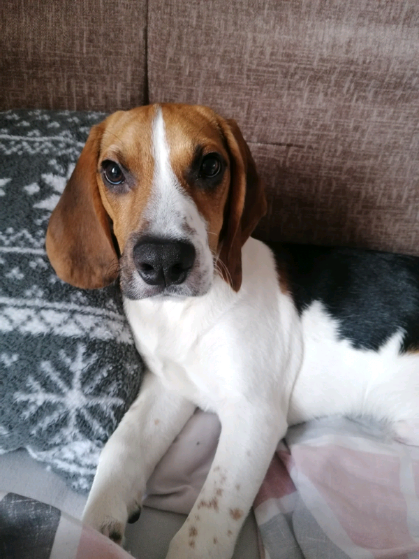 Beagle for sale in Warrington, Cheshire Gumtree