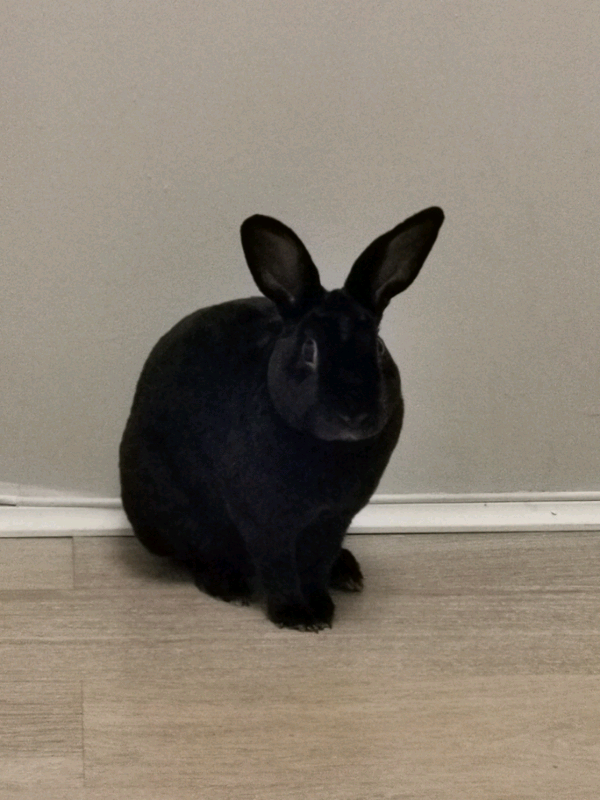 Indoor male Jet black rex rabbit | in Enfield, London | Gumtree