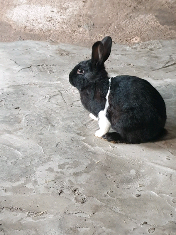 Rabbits for sale in Birmingham in Handsworth, West Midlands Gumtree