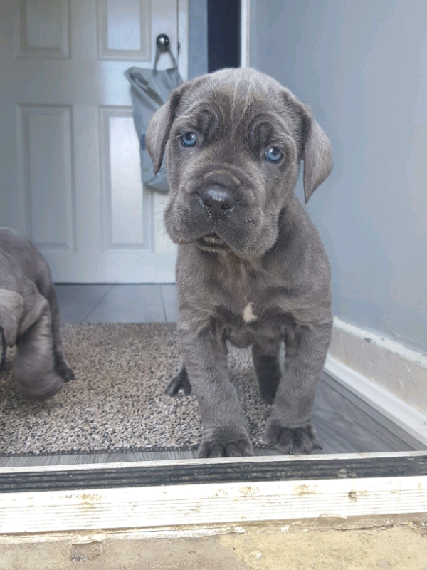Pedigree Cane Corso Puppies in East End, Glasgow Gumtree
