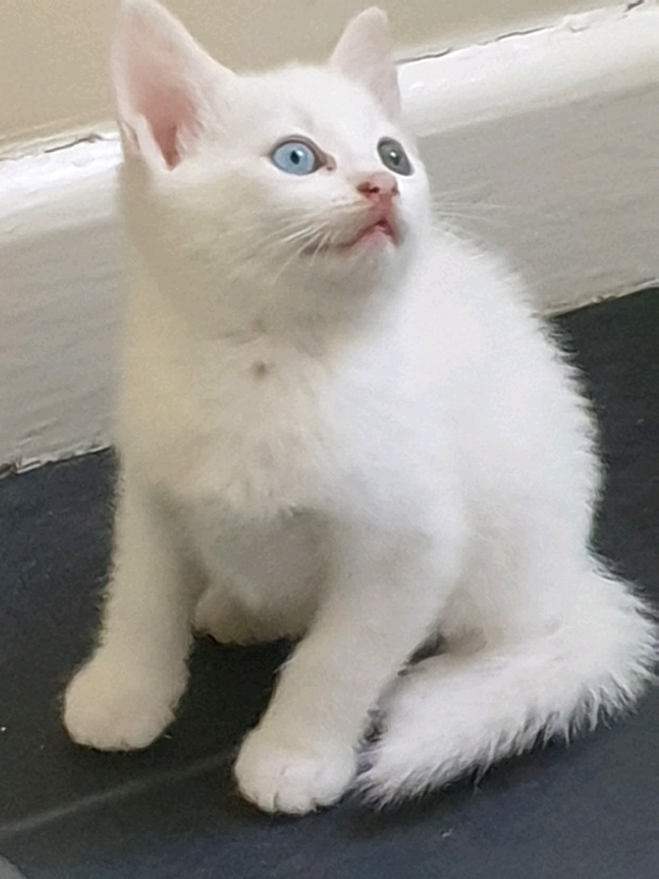 Two pure white kittens with different colour eyes in Wincanton