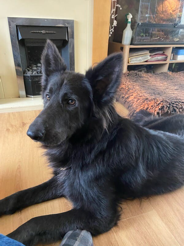 german-shepherd-rare-blue-pups-in-wrexham-gumtree