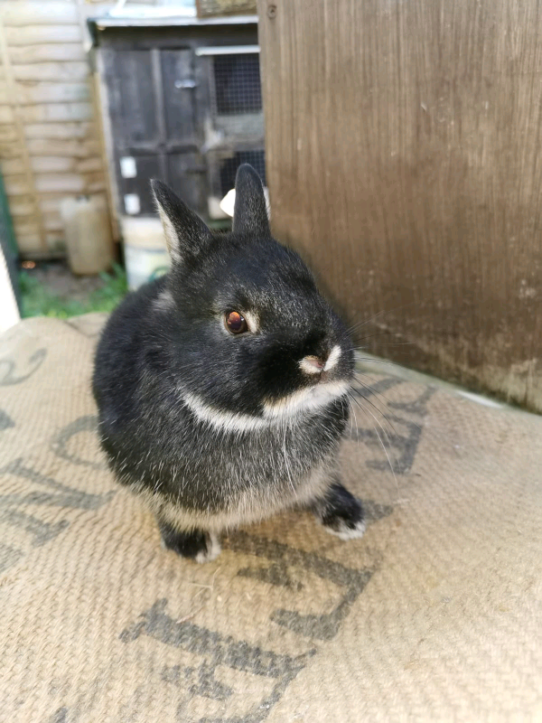 Netherland dwarf rabbitts tame in Norwich, Norfolk Gumtree