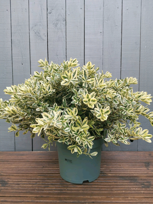 LARGE Hebe evergreen shrub plant garden in Stenhousemuir, Falkirk