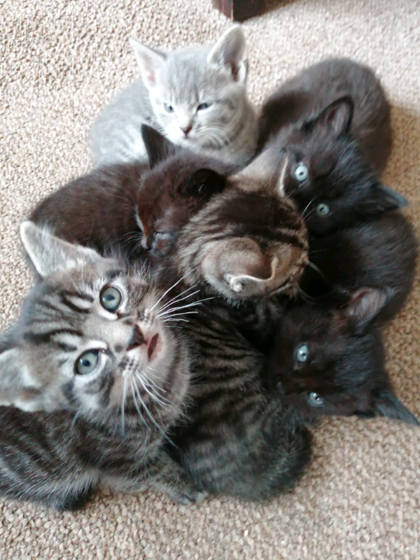 Beautiful Kittens in Dover, Kent Gumtree