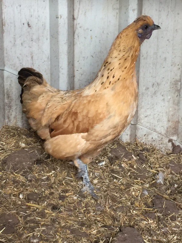 2 Gold top golden top broody hen silkie white Sussex light chicken in