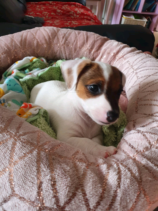 Jack Russell puppy in Washington, Tyne and Wear Gumtree