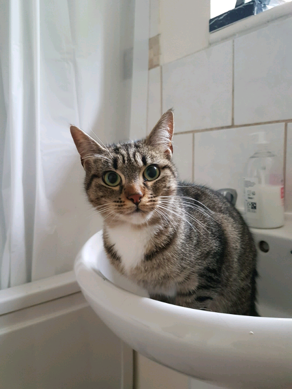 1 year old female cat in Swindon, Wiltshire Gumtree