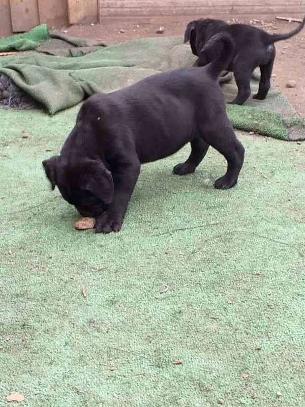 Cane Corso Puppies For Sale In Grays Essex Gumtree