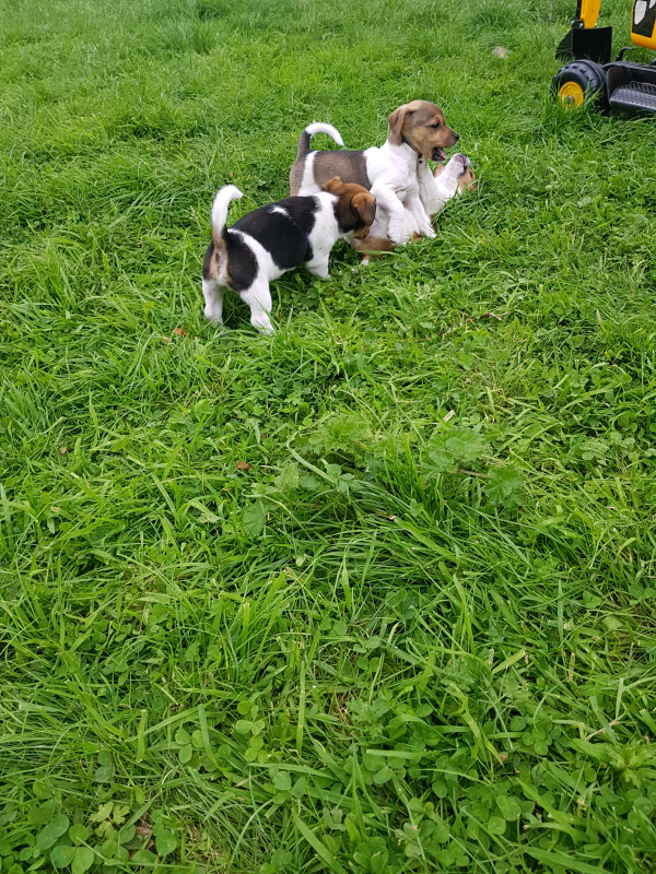 Short legged Jack Russell puppies | in Perth, Perth and Kinross | Gumtree