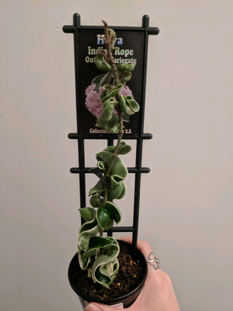 Variegated Hoya Indian Rope | Plants | Gumtree Australia Port Adelaide
