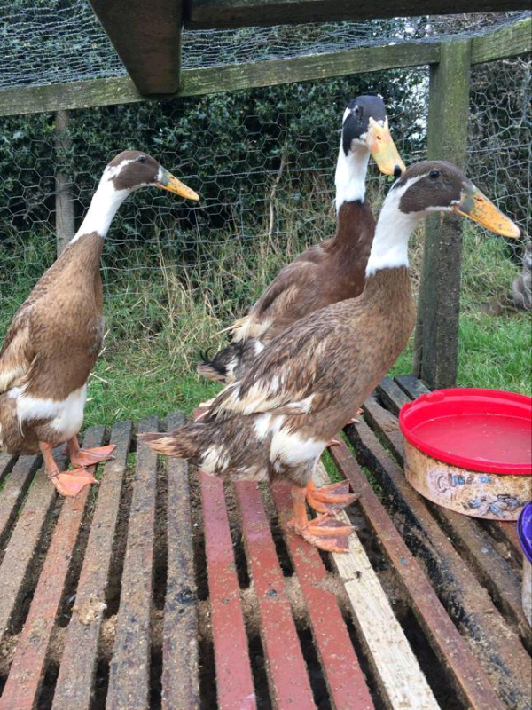 Ducklings for sale hens chickens poultry bantams in Portadown, County
