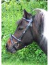 Trense, komplett mit Gebiss und Zügel Shetty bis Warmblut